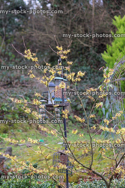 Stock image of wild bird feeding station, metal hanging feeders, witch hazel