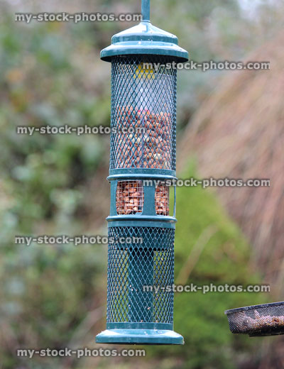 Stock image of metal seed feeder hanging in garden, with peanuts