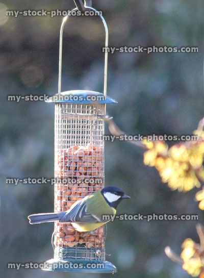 Stock image of great tit eating peanuts, hanging bird feeder / back garden, wild birds