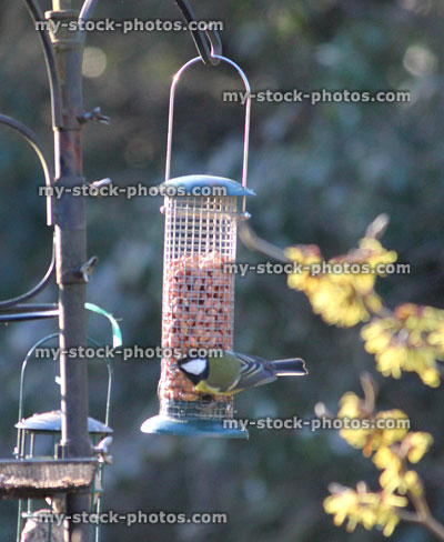 Stock image of great tit eating nuts from hanging bird feeder / wildlife