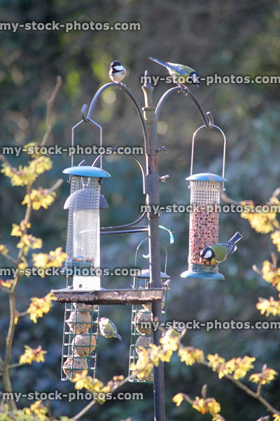 Stock image of blue tits on garden bird feeders filled with peanuts
