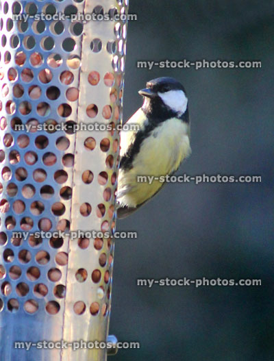 Stock image of great tit eating peanuts close up, hanging metal bird feeder
