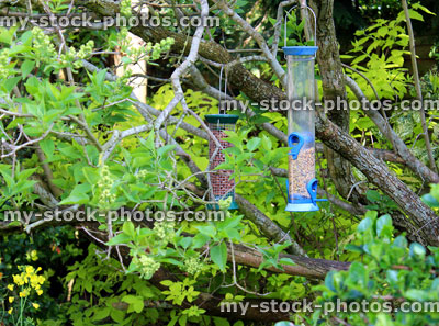 Stock image of bird feeders in garden, on branches of tree