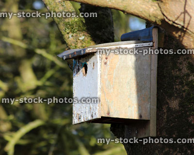 Stock image of homemade wooden nestbox with painted front, small round hole