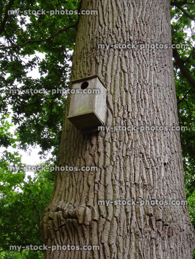 Stock image of oak tree with finch nesting box / bird nestbox
