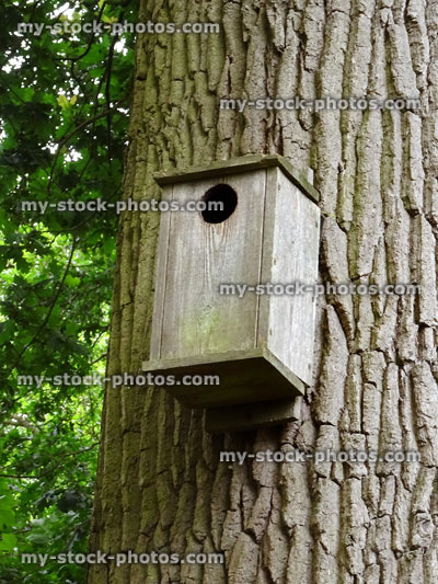 Stock image of oak tree trunk with bird nesting box / nestbox