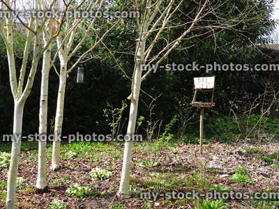 Stock image of silver birch trees with rustic wooden bird table