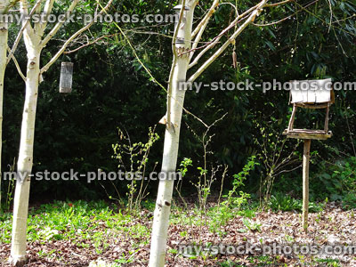 Stock image of bird tables and hanging feeders in birch trees