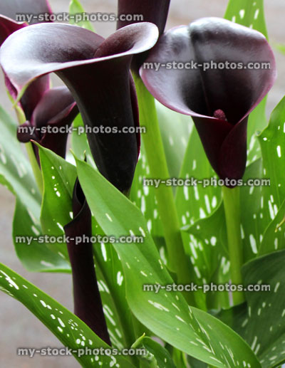 Stock image of purple arum lily flowers, calla lilies, Zantedeschia Rehmannii