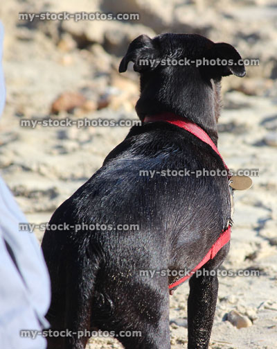 Stock image of black dog on sandy beach with red lead