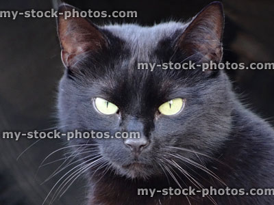 Stock image of black cat head with yellow eyes, long whiskers