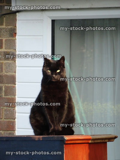 Stock image of black cat (full-body) sitting outside with house background