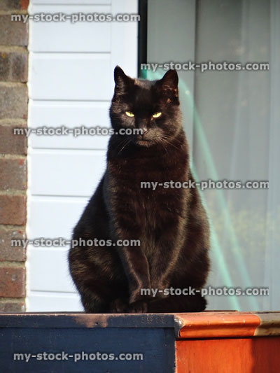 Stock image of black cat sitting on wooden-box in sun, staring-forwards