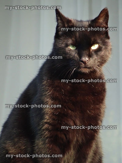Stock image of black cat with yellow eyes staring forwards
