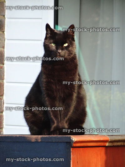 Stock image of black cat sitting upright facing forwards, against house