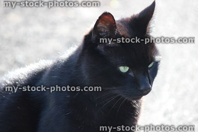Stock image of black cat looking forwards against sunny tarmac drive