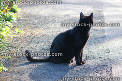 Stock image of unlucky black cat sitting on pathway / pavement