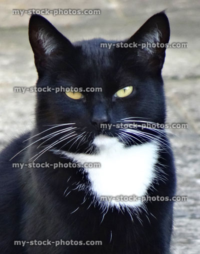 Stock image of black and white domestic cat sitting in garden