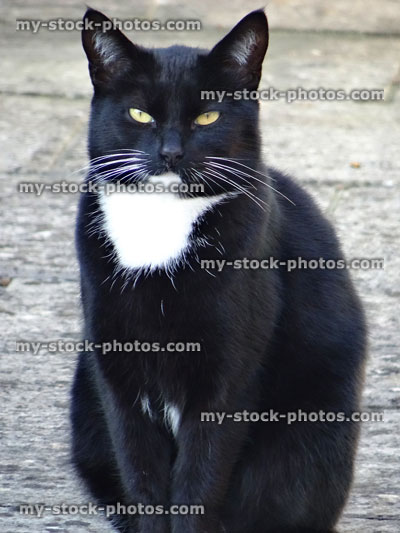 Stock image of black and white domestic cat sitting in garden