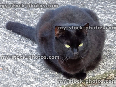 Stock image of lazy black cat lying on concrete drive, looking-forwards