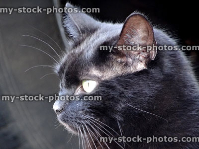 Stock image of black cat head in sun, long whiskers, alert-ears