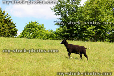 Stock image of black and white goat in field on farm