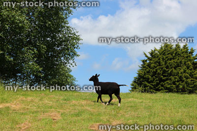 Stock image of black and white goat in field on farm