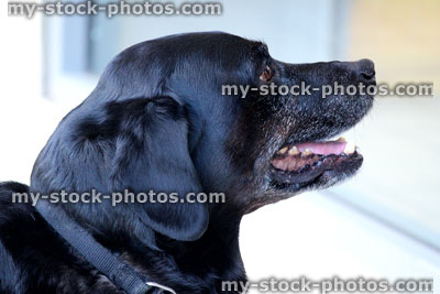 Stock image of black Labrador retriever dog, panting and begging, mouth open