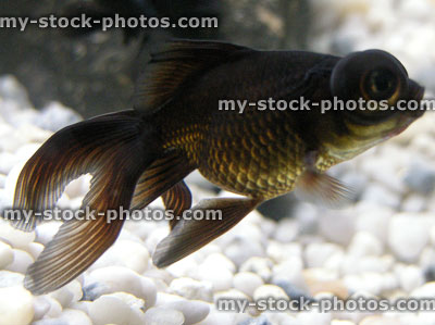 Stock image of black moor fantail fish, fancy goldfish, big eyes