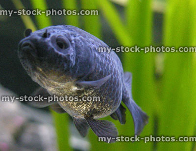 Stock image of black ranchu fantail fish, fancy goldfish, no dorsal fin