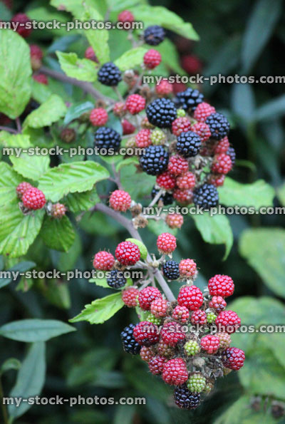 Stock image of wild blackberries fruiting, blackberry plant growing with fruit