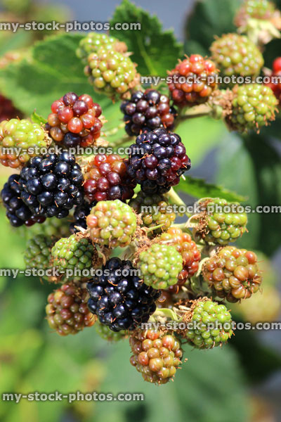 Stock image of wild blackberries fruiting, blackberry plant growing with fruit