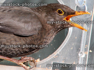 Stock image of blackbird calling with beak open, perched on bird feeder
