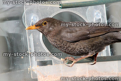Stock image of blackbird eating from plastic bird feeder hanging on window