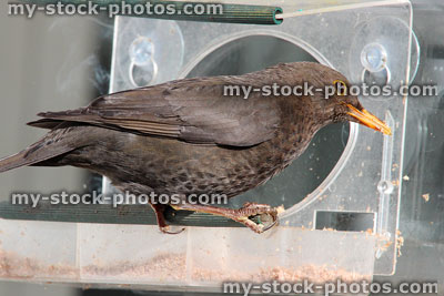 Stock image of plastic bird feeder on window with suction pads