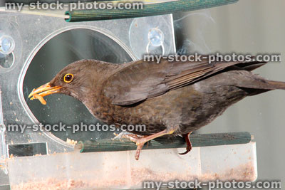 Stock image of hungry blackbird eating mealworms from perspex bird feeder