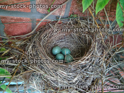 Stock image of blackbird nest with blue eggs, against brick wall