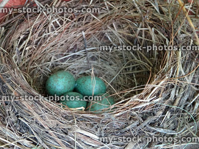 Stock image of blackbird nest made from grasses, with speckled eggs 