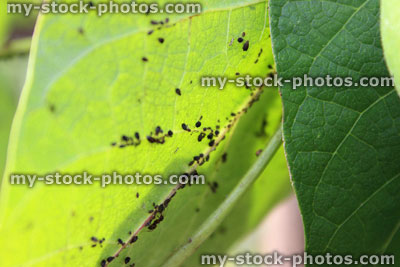 Stock image of blackfly / black aphids on runner bean leaves, garden pests