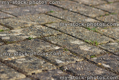 Stock image of weeds / grass growing in cracks of block paving drive