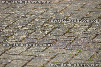 Stock image of moss growing between bricks of block paved driveway
