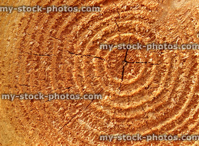 Stock image of sawn larch tree trunk rings background, timber fence post 
