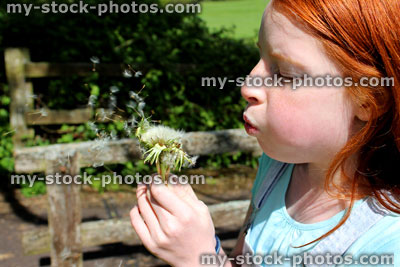 Stock image of child / girl blowing dandelion seeds in garden
