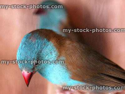 Stock image of blue capped Cordon bleu waxbill / blue birds (Uraeginthus cyanocephalus)