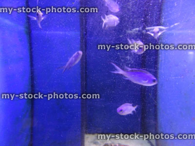Stock image of tropical marine aquarium fish tank, with scratched glass, blue chromis