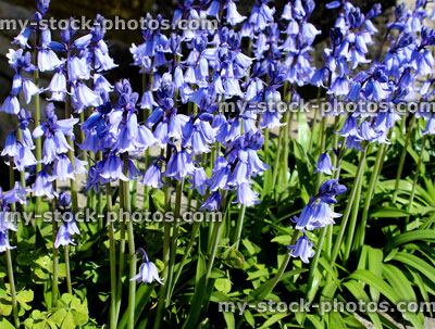 Stock image of flowers of a common bluebell (close up)