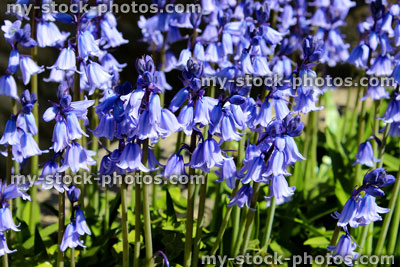 Stock image of macro picture of a common bluebell