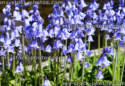 Stock image of flowers of a common bluebell in close up