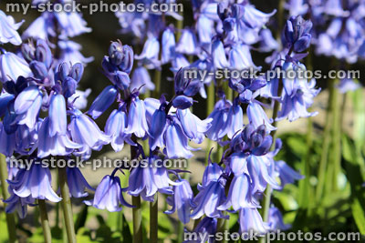 Stock image of flowers of a common bluebell macro