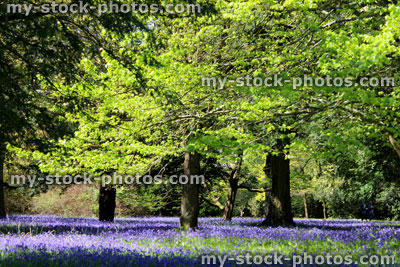 Stock image of woodland with hornbeam trees (carpinus) and flowering bluebells